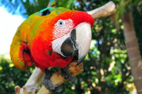 The Parrot Place - The Parrots Nest